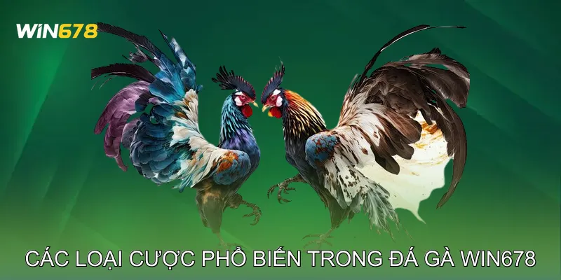 Đá Gà Win678 Cập Nhật Kết Quả Minh Bạch Từng Trận 2 Các loại cược phổ biến trong Đá gà Win678