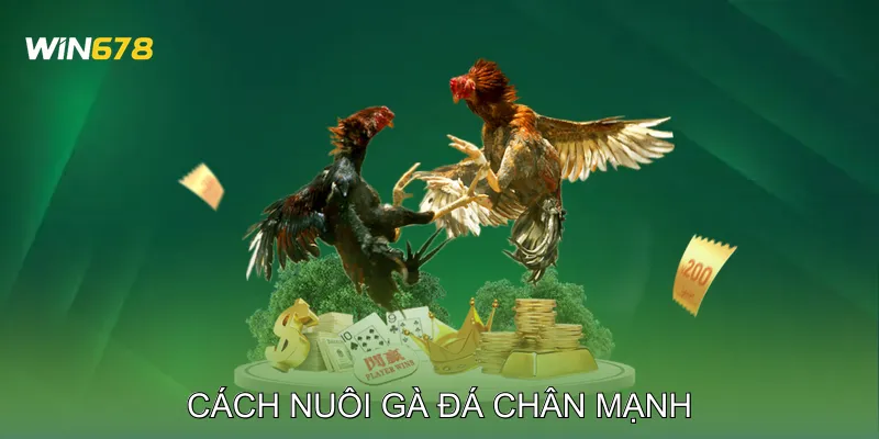 Cách Nuôi Gà Đá Chân Mạnh Vượt Trội Trong Mọi Trận Đấu 1 Cách Nuôi Gà Đá Chân Mạnh Vượt Trội Trong Mọi Trận Đấu