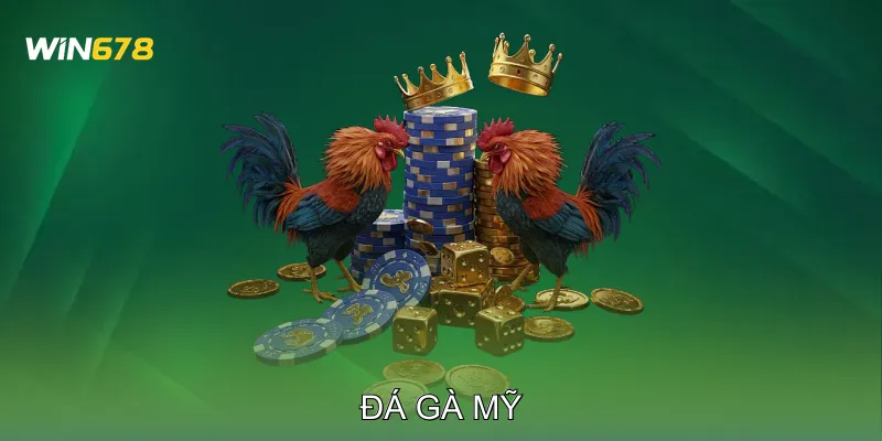 Đá Gà Mỹ Học Hỏi Kỹ Thuật Qua Các Trận Đấu Thực Chiến 1 Đá Gà Mỹ Học Hỏi Kỹ Thuật Qua Các Trận Đấu Thực Chiến