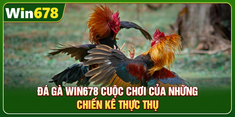 Win678 | Nhà Cái Win678 Tặng Nóng 678k Khi Đăng Ký 16 Đá gà Win678 cuộc chơi của những chiến kê thực thụ