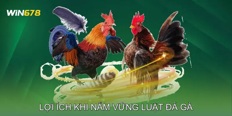 Luật Đá Gà Những Điều Người Mới Tham Gia Không Nên Bỏ Qua 2 Lợi Ích Khi Nắm Vững Luật Đá Gà