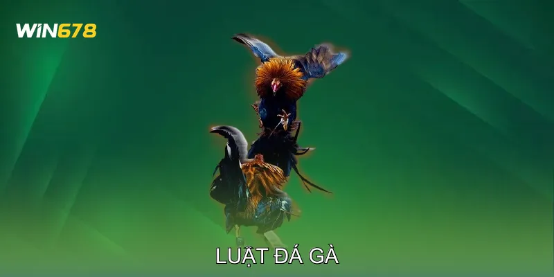 Luật Đá Gà Những Điều Người Mới Tham Gia Không Nên Bỏ Qua 7 Luật Đá Gà Những Điều Người Mới Tham Gia Không Nên Bỏ Qua