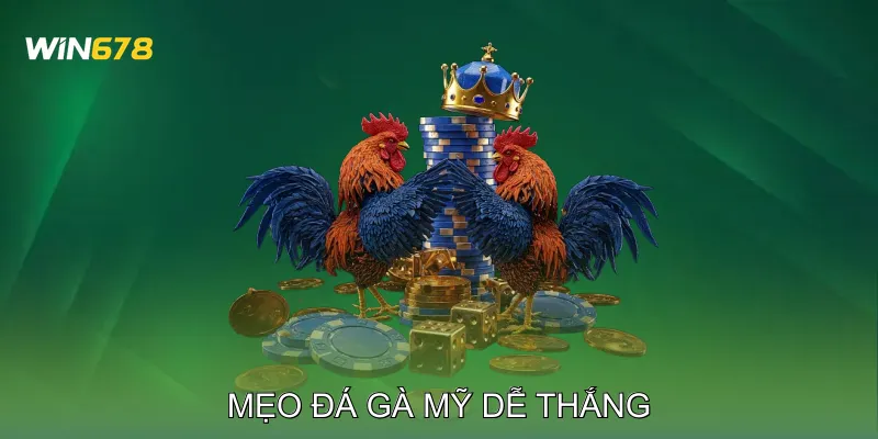 Đá Gà Mỹ Học Hỏi Kỹ Thuật Qua Các Trận Đấu Thực Chiến 4 Mẹo Đá Gà Mỹ Dễ Thắng